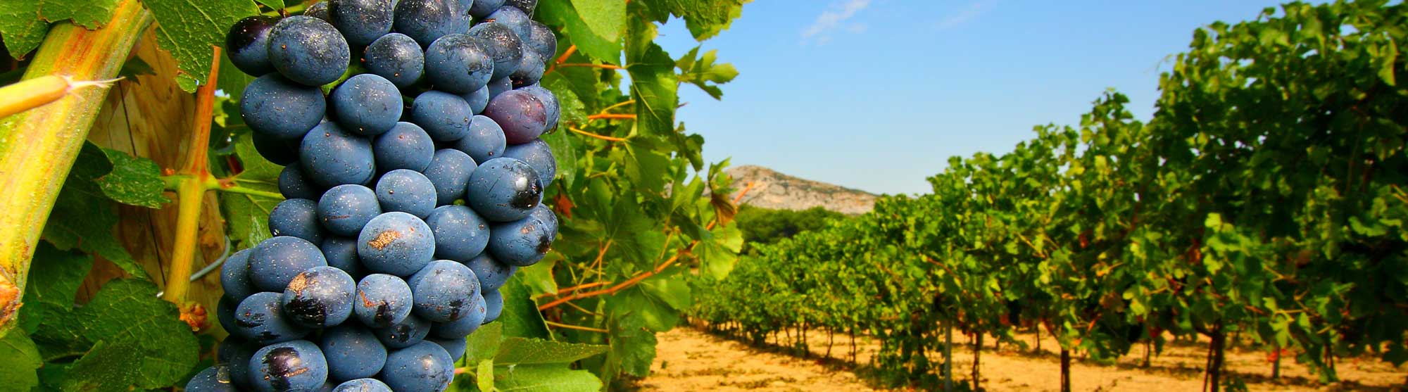 vigne vins pays catahre